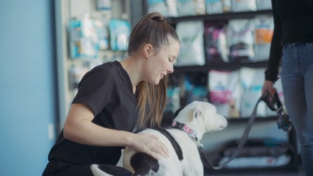 How to Build a Complete Everyday Care Routine for Your Dog