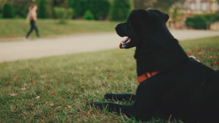 Why Rest and Recovery Matter for Active Dogs