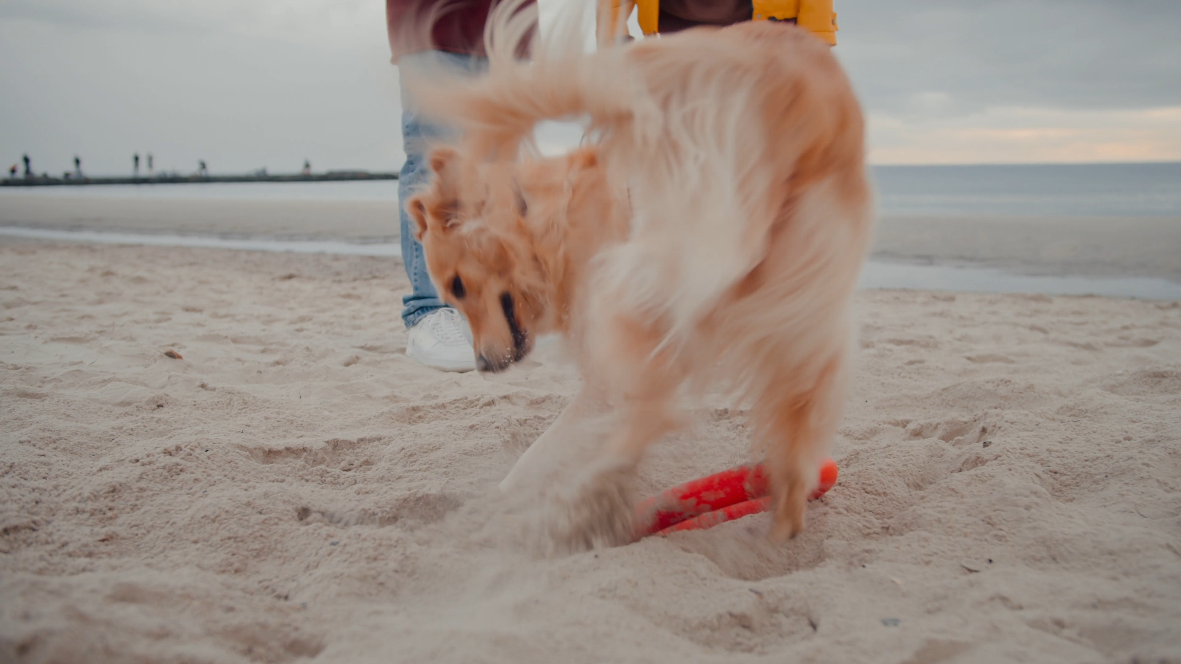 How to Plan a Safe and Memorable Beach Day With Your Dog