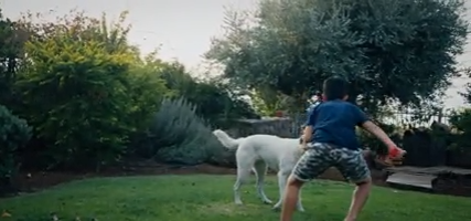 Safe Outdoor Play: How to Create a Better Backyard for Dogs
