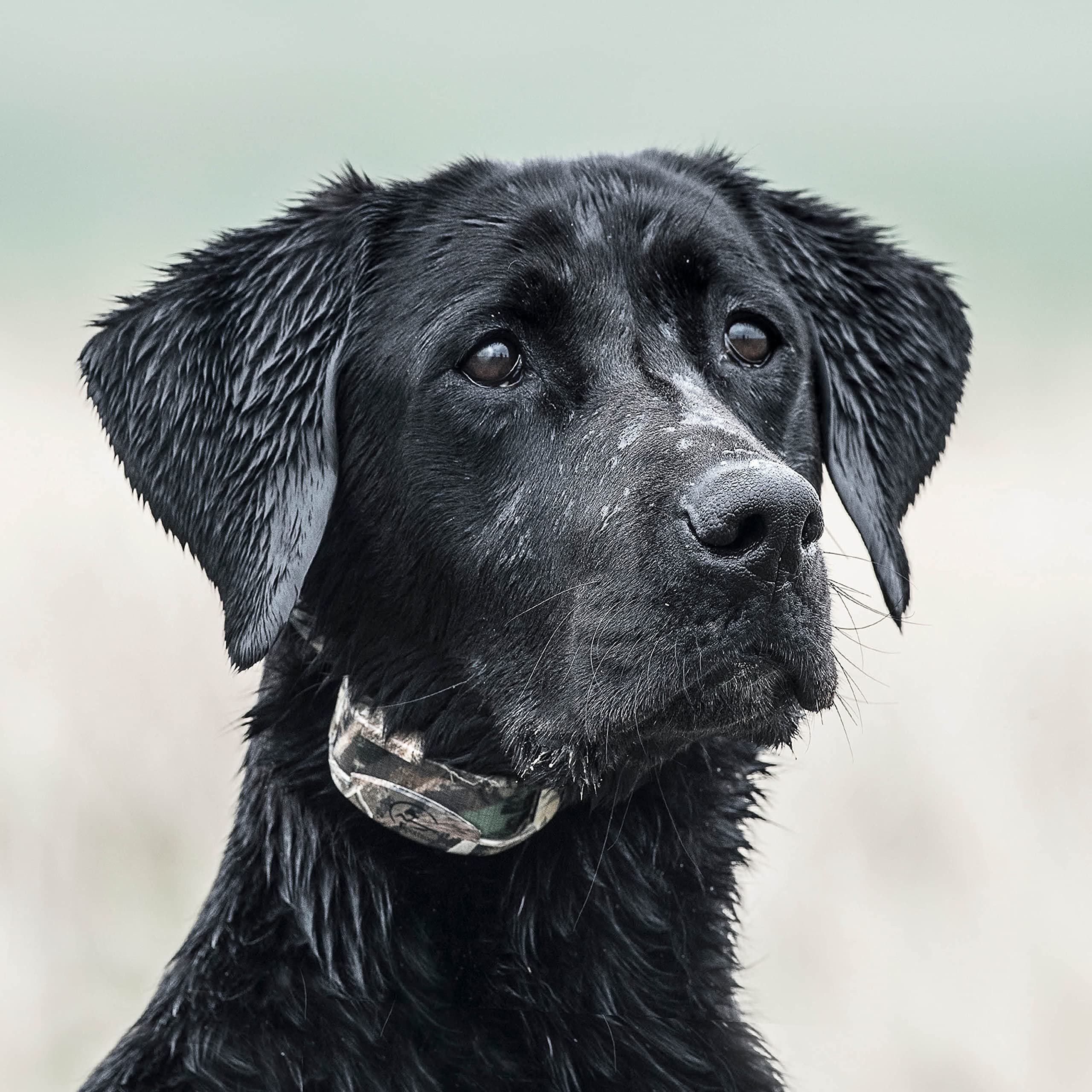 Pet Deals & Special Offers