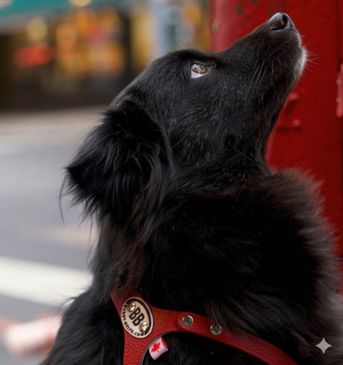 Buddy Belt Choke-Free Leather Dog Harness for Everyday Walks