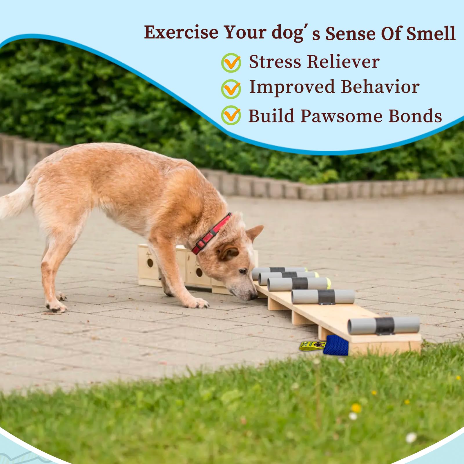 Dog Scent Training Kit for Nose Work and Hide-and-Seek