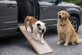 Pet Gear SupertraX Portable Folding Pet Ramp, 42-Inch
