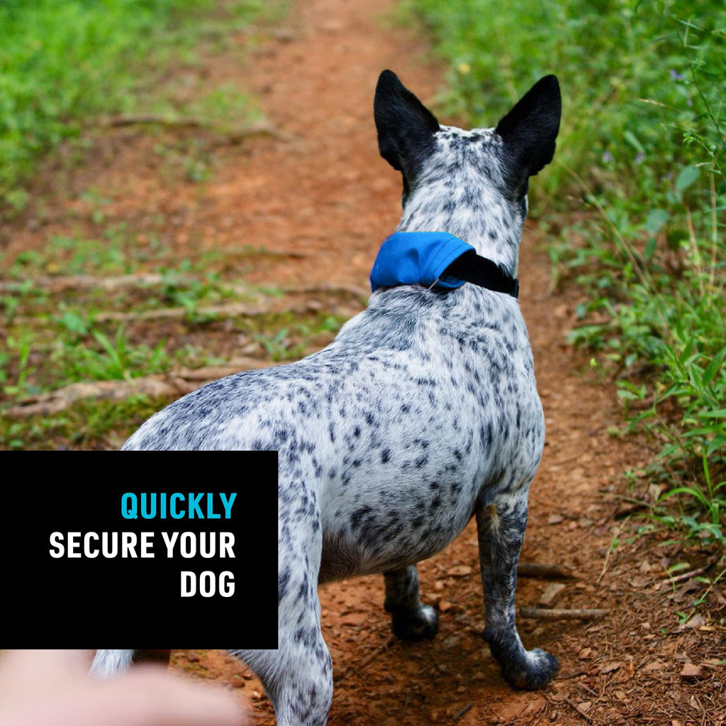 Nite Ize Raddog Heavy-Duty Collar with Retractable Leash